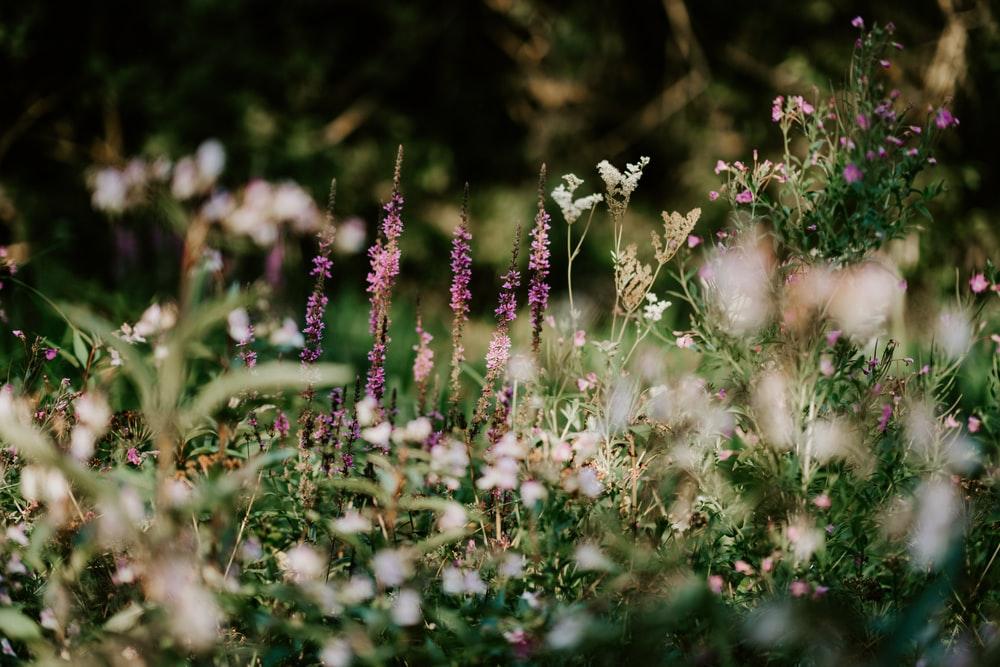 The Wedding Website of Becca Hasak and Mitch O'Meara