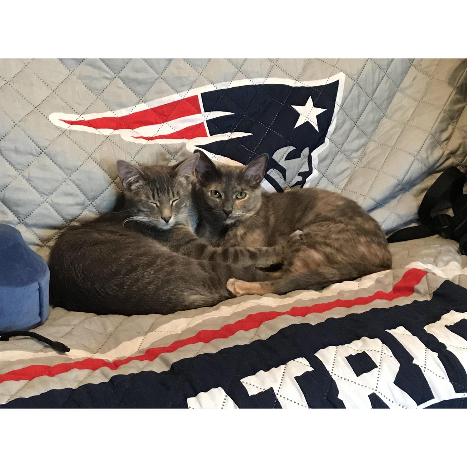 1.2019 - Our furbabies Jax & Josie!