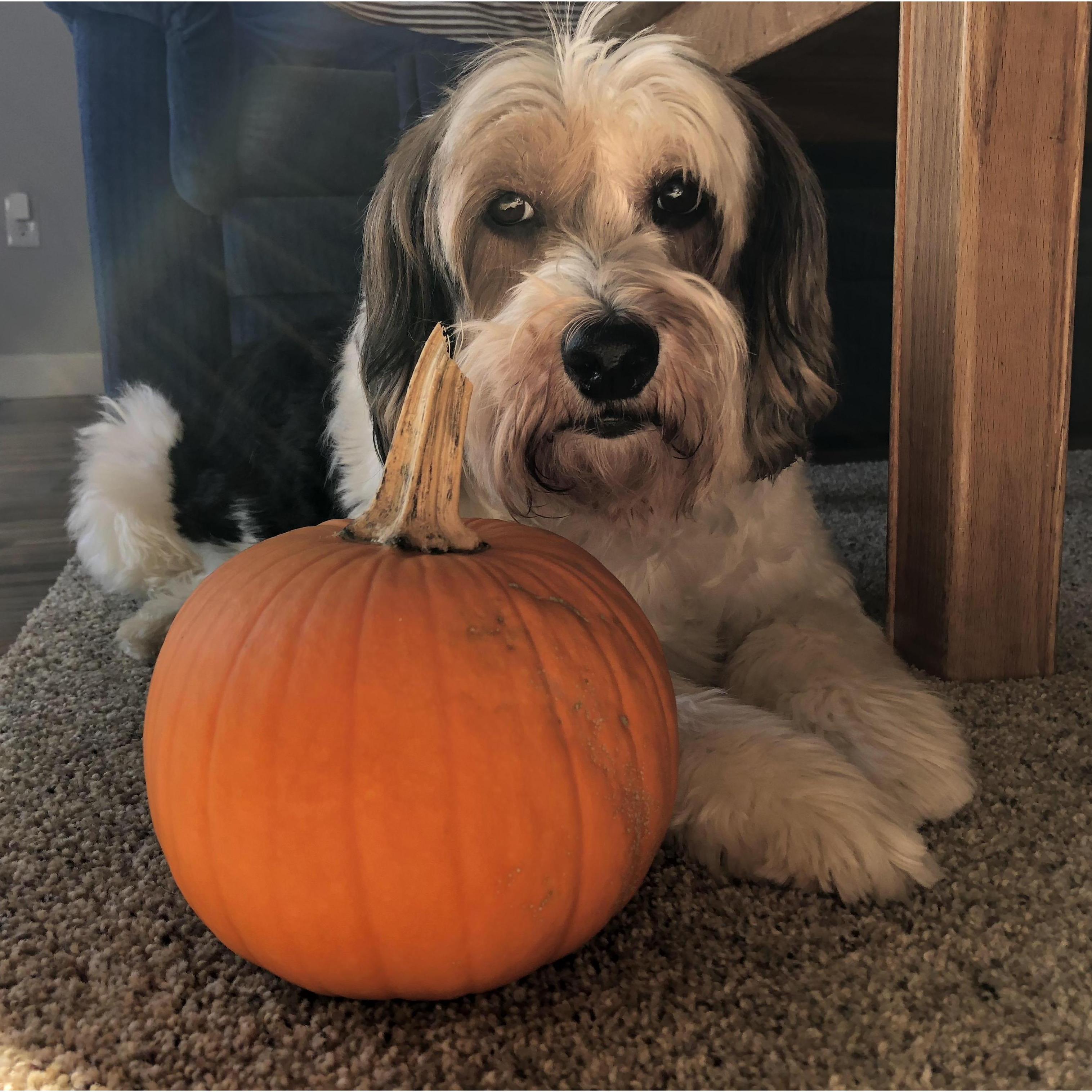 Our dog, Bernie
