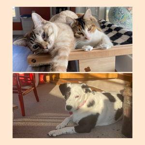 Furball Fund