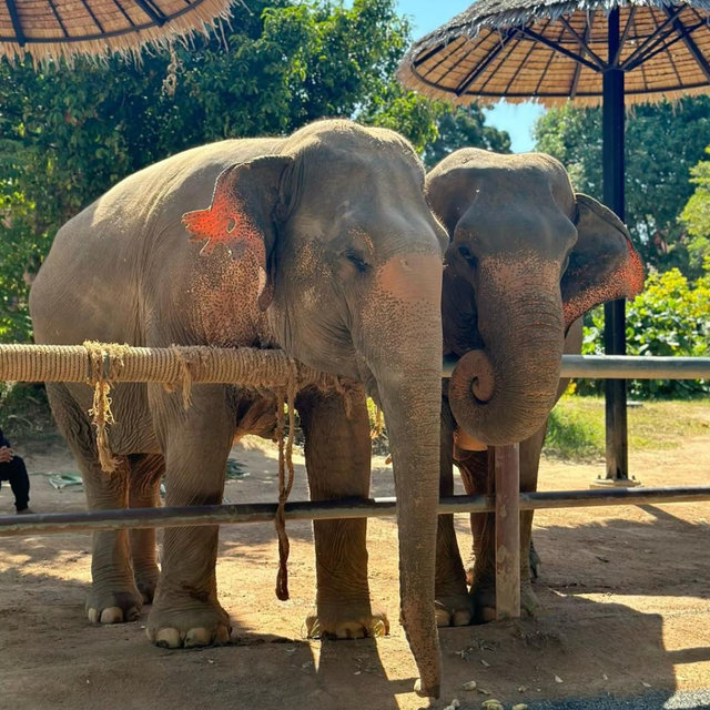 Elephant statuary in Thai