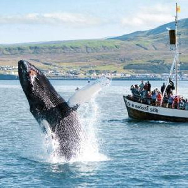 Whale Spotting Tour in Husavik
