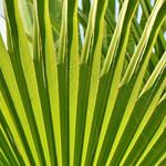 Fort Palmetto Trail Park