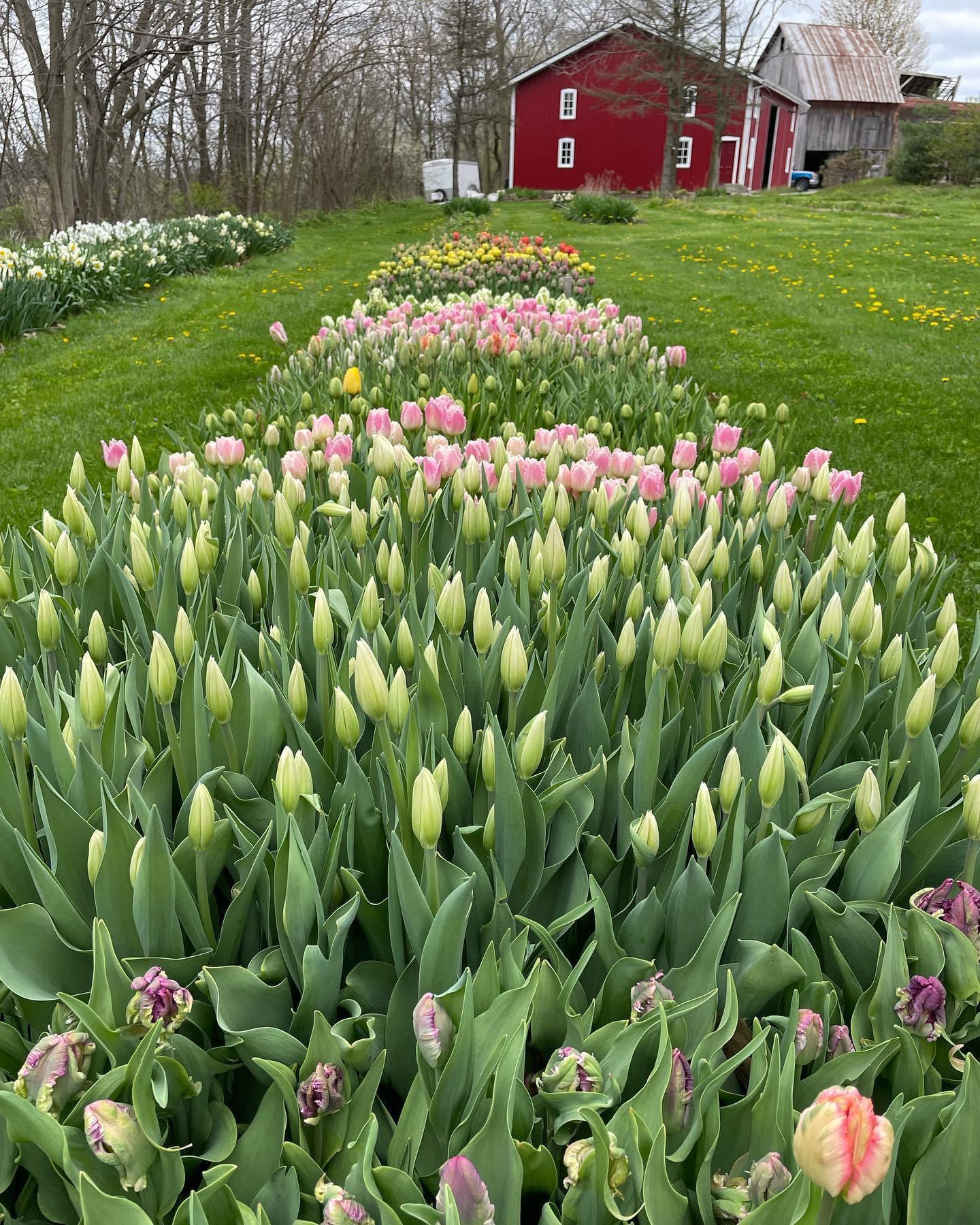 Venue- Black Creek Ridge Flower Farm