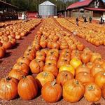 Burt's Pumpkin Farm
