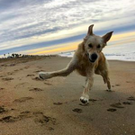 Dog Beach
