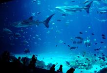 Georgia Aquarium
