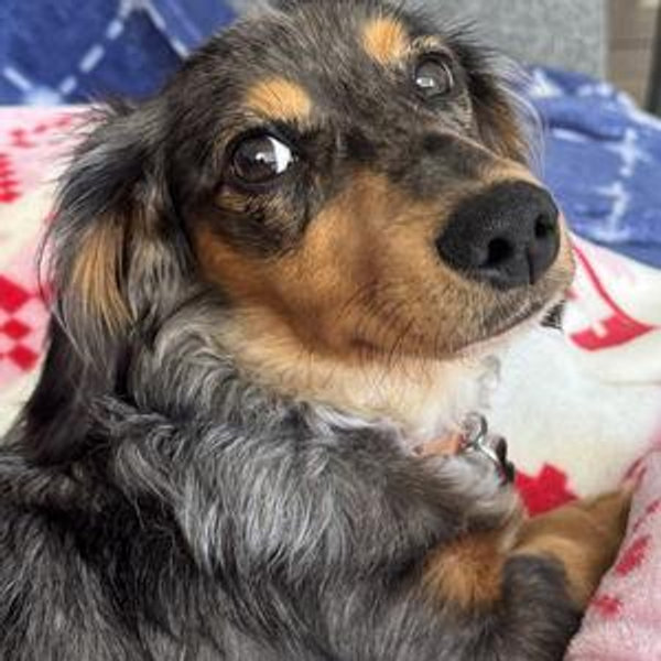 Year's Supply Of Pet Treats and Toys