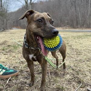 Spikey Ball FUNd