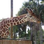 Naples Zoo at Caribbean Gardens