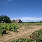 Busby Cellars