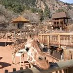 Cheyenne Mountain Zoo