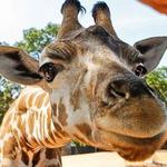 Aggieland Adventure Zoo & Safari Park