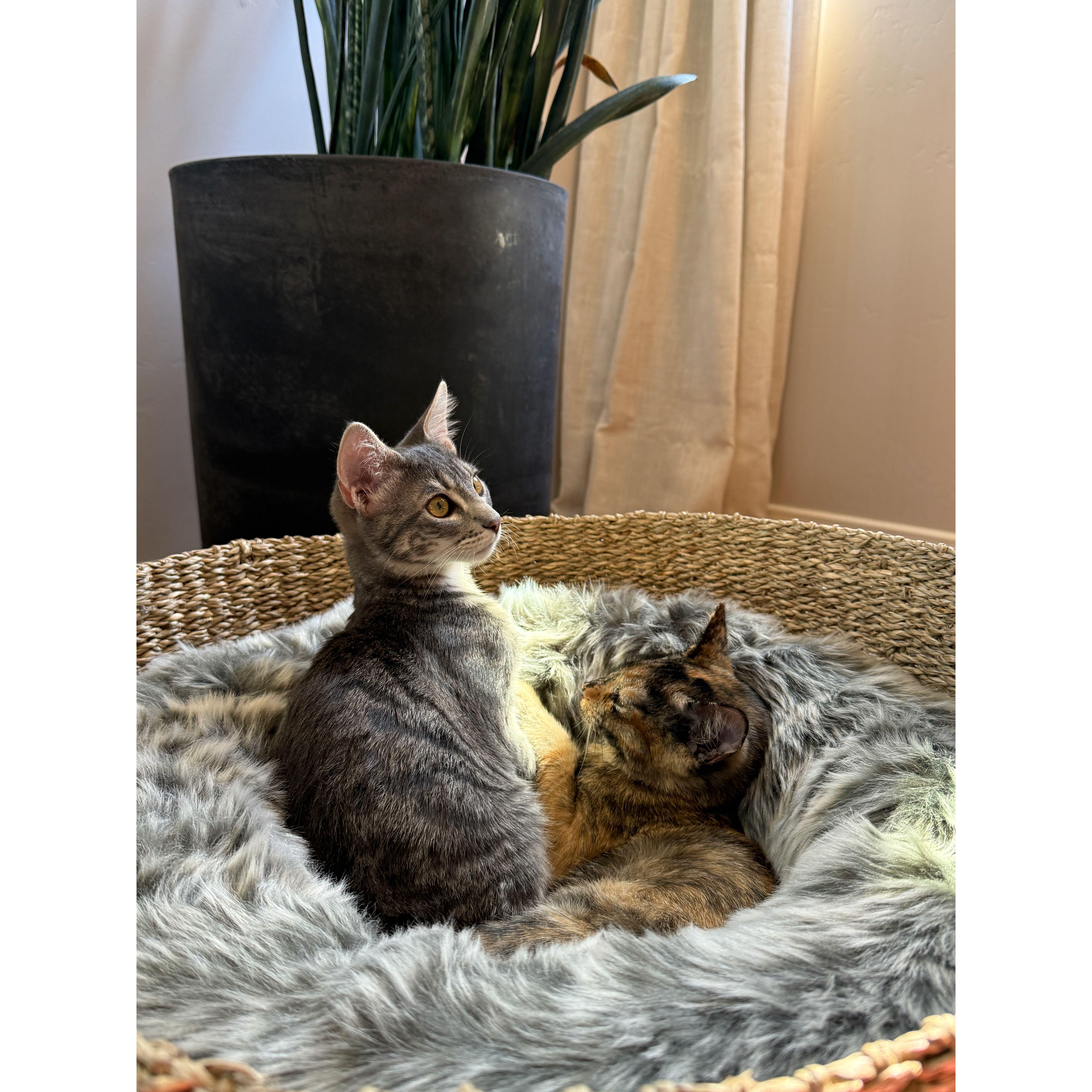 Our cats! Piper (left) and Clove (right)