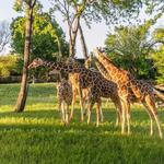 Fort Worth Zoo