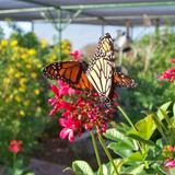 South Texas Botanical Gardens & Nature Center