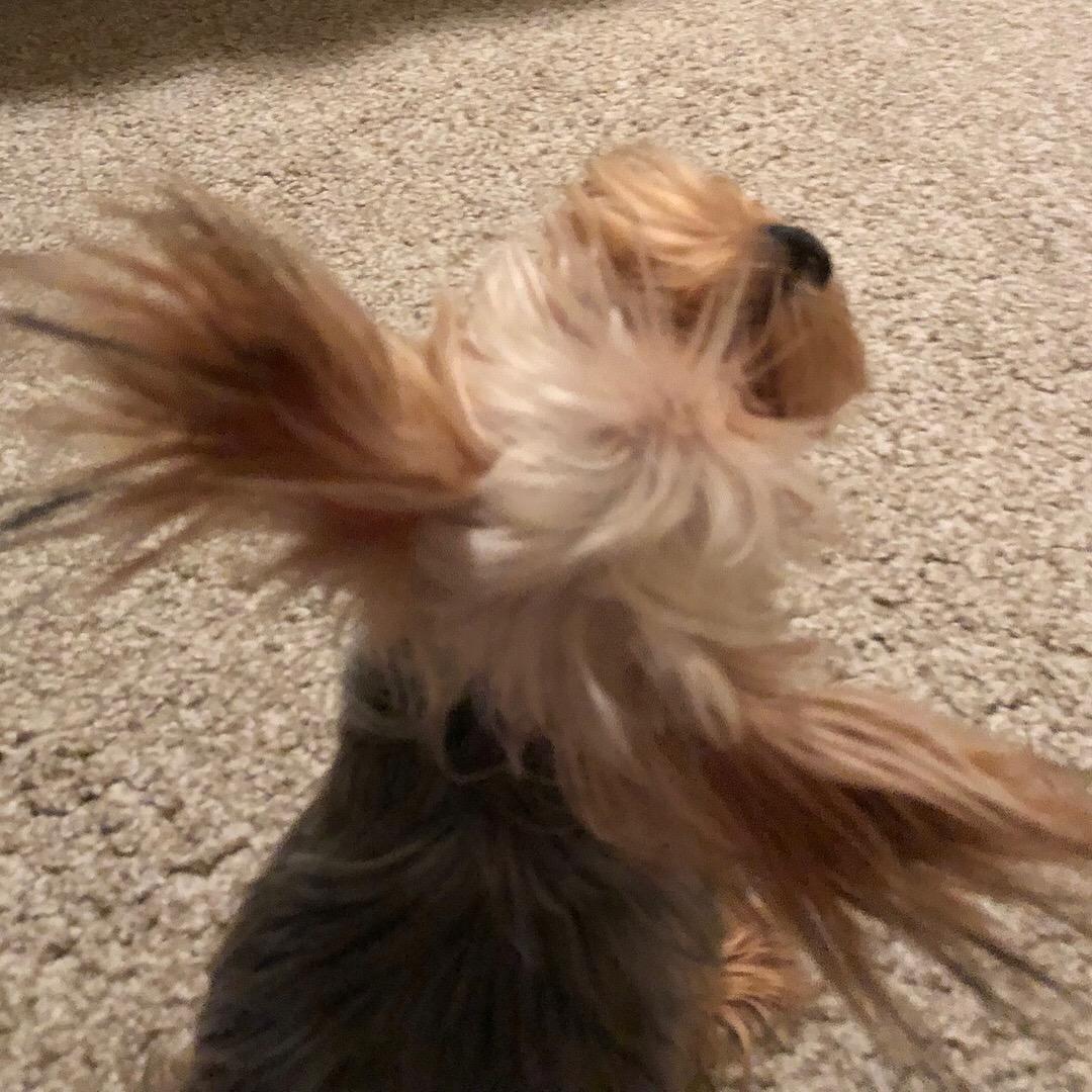 Our wild girl has the cutest ears!!!
