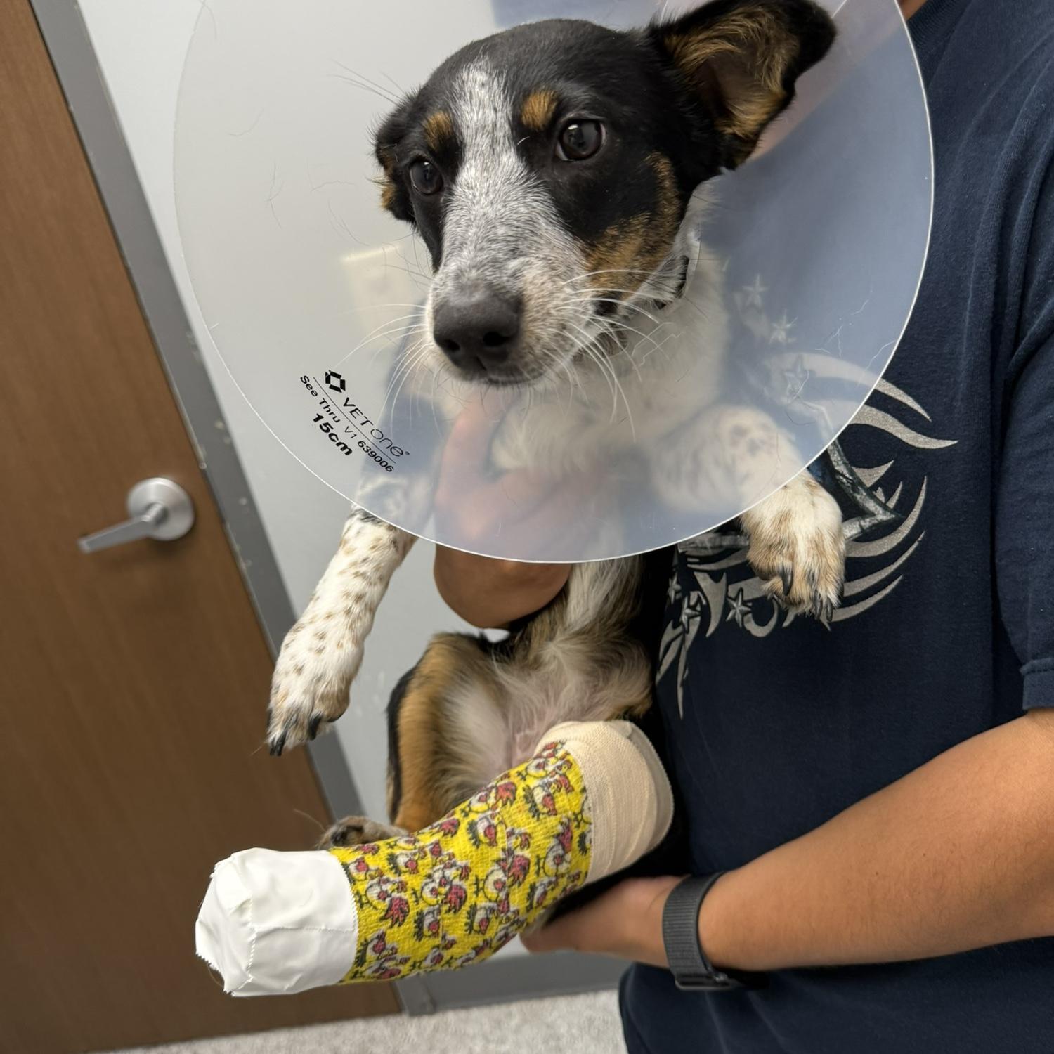 Poor Millie broke her leg😢❤️‍🩹