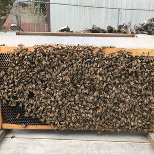 5-frame nucleus bee colony