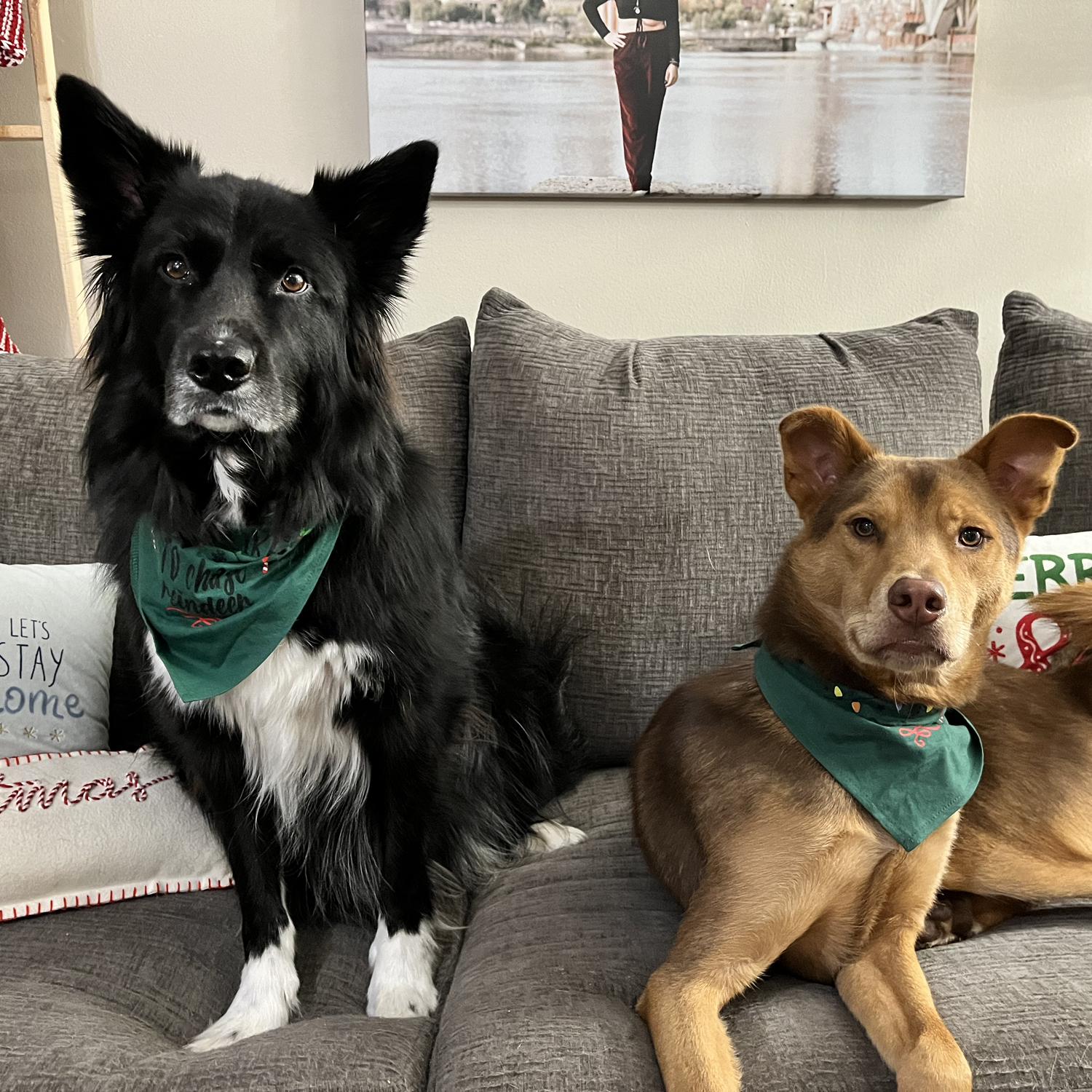 Nova and Aspyn - good puppies!
