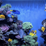Monterey Bay Aquarium