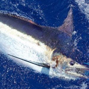 Bryan Toney Hawaii Fishing Charter