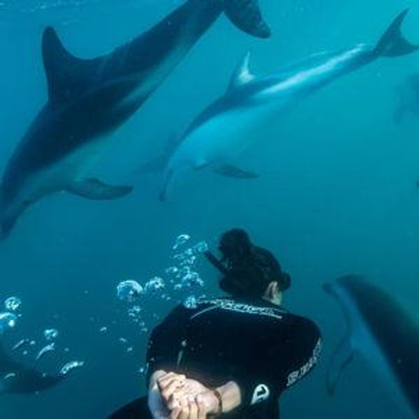 Swimming with Dolphins - Honeymoon Fund