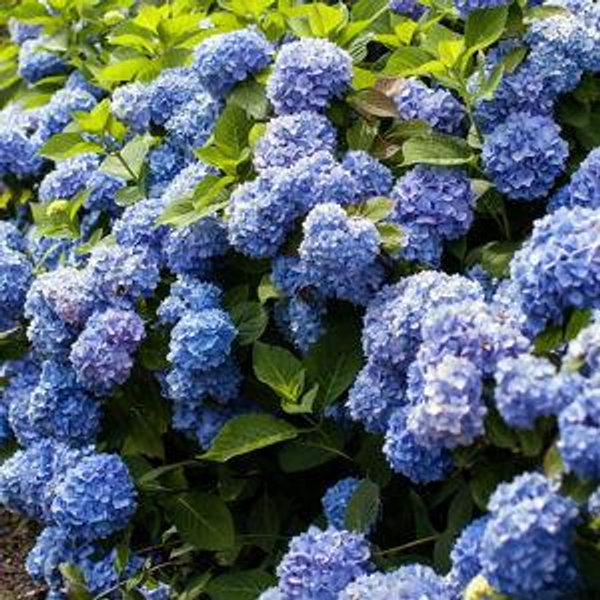 Hydrangeas