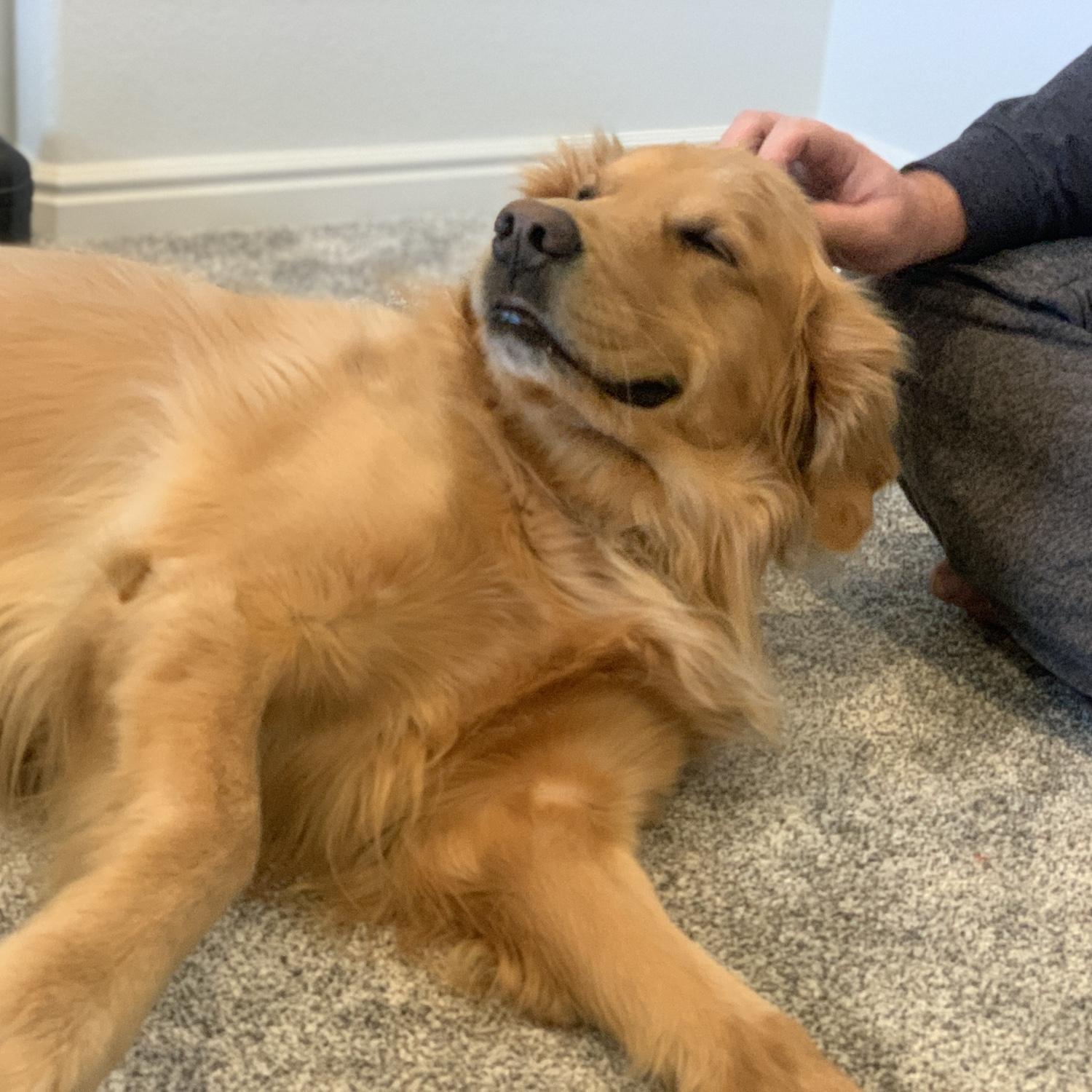 Our Golden Retriever - Kilo aka Blonde Tornado 🌪️ 💛