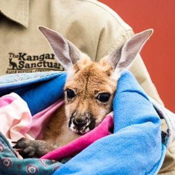 Kangaroo Sanctuary