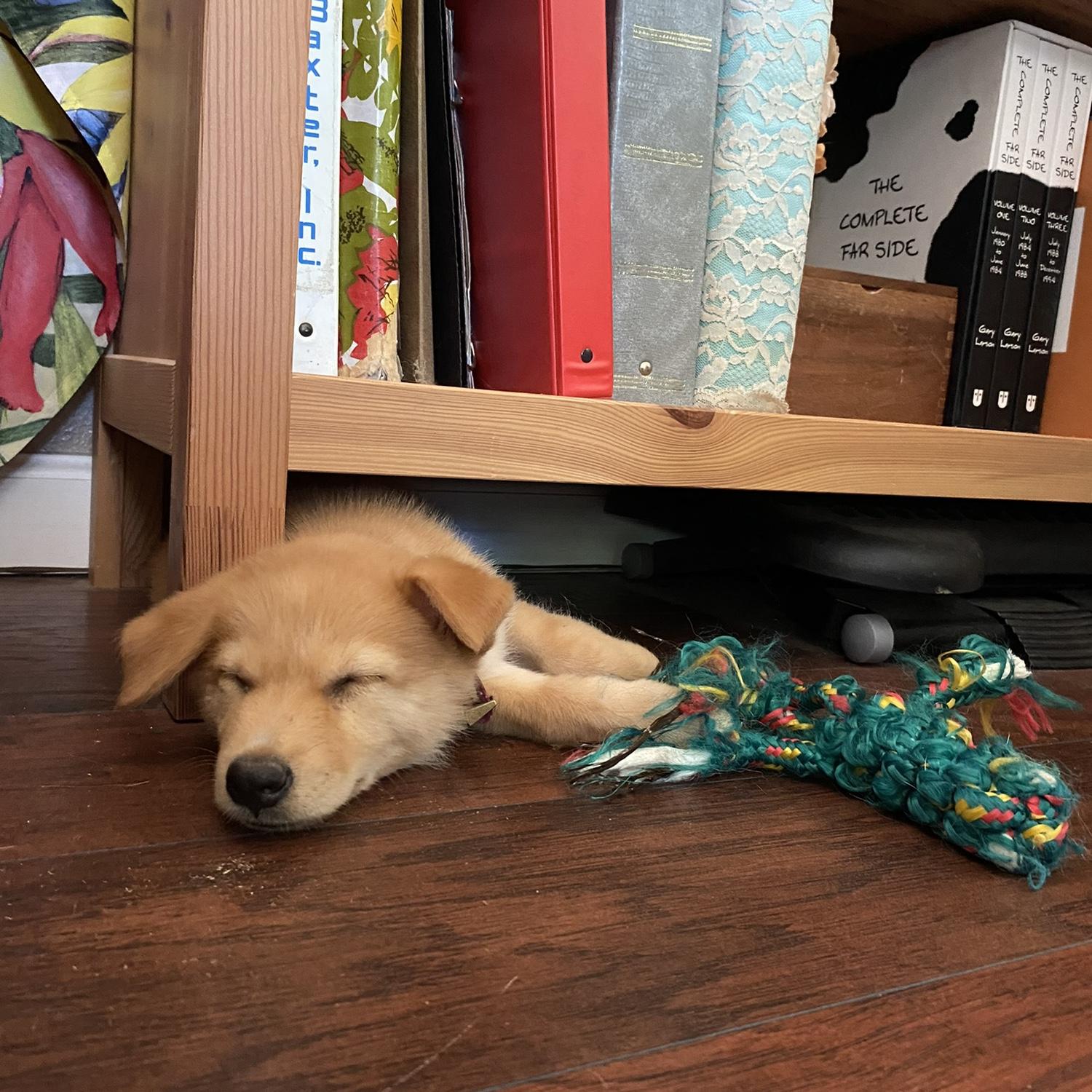 A week after Naomi's dad told her, "don't get a puppy, it's a lot of work," Penny showed up scared under some construction equipment at Naomi's mom's neighborhood. Here's one of our first pics of her!