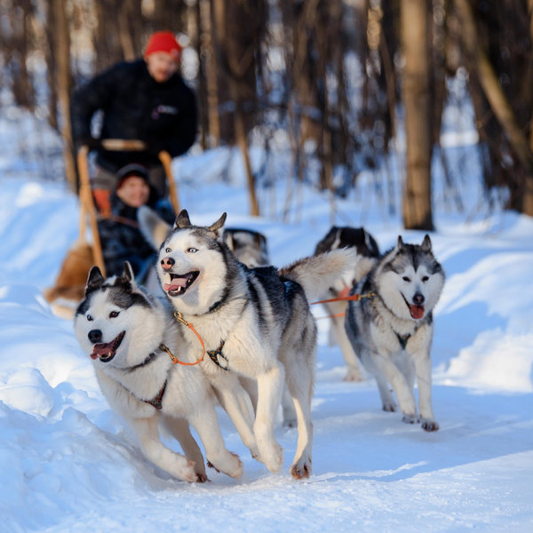 Dogsledding on Honeymoon