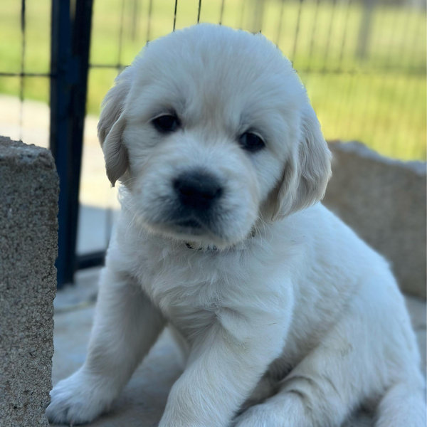 Our Golden Retriever Puppy Fund