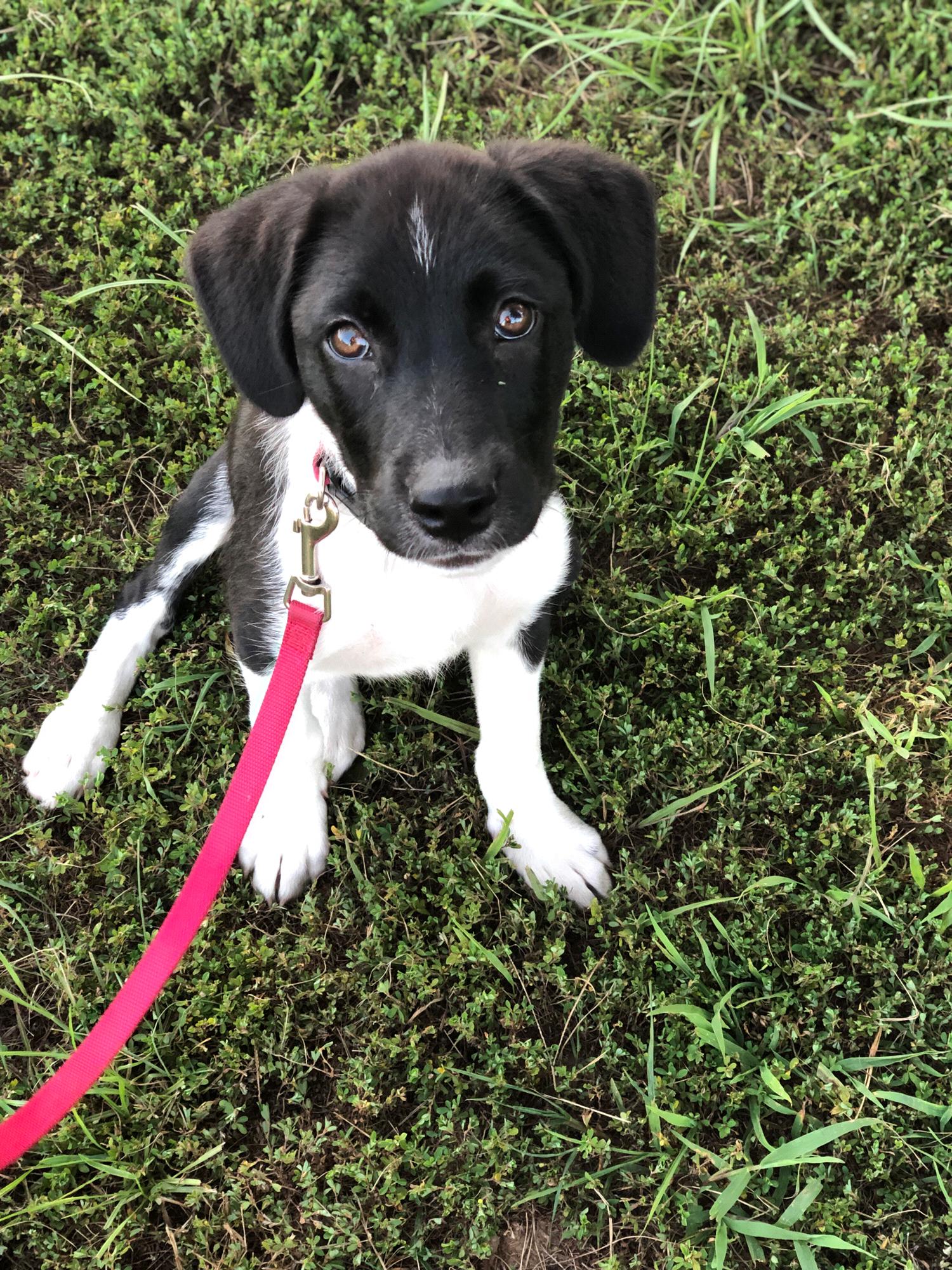 Our dog Zoey