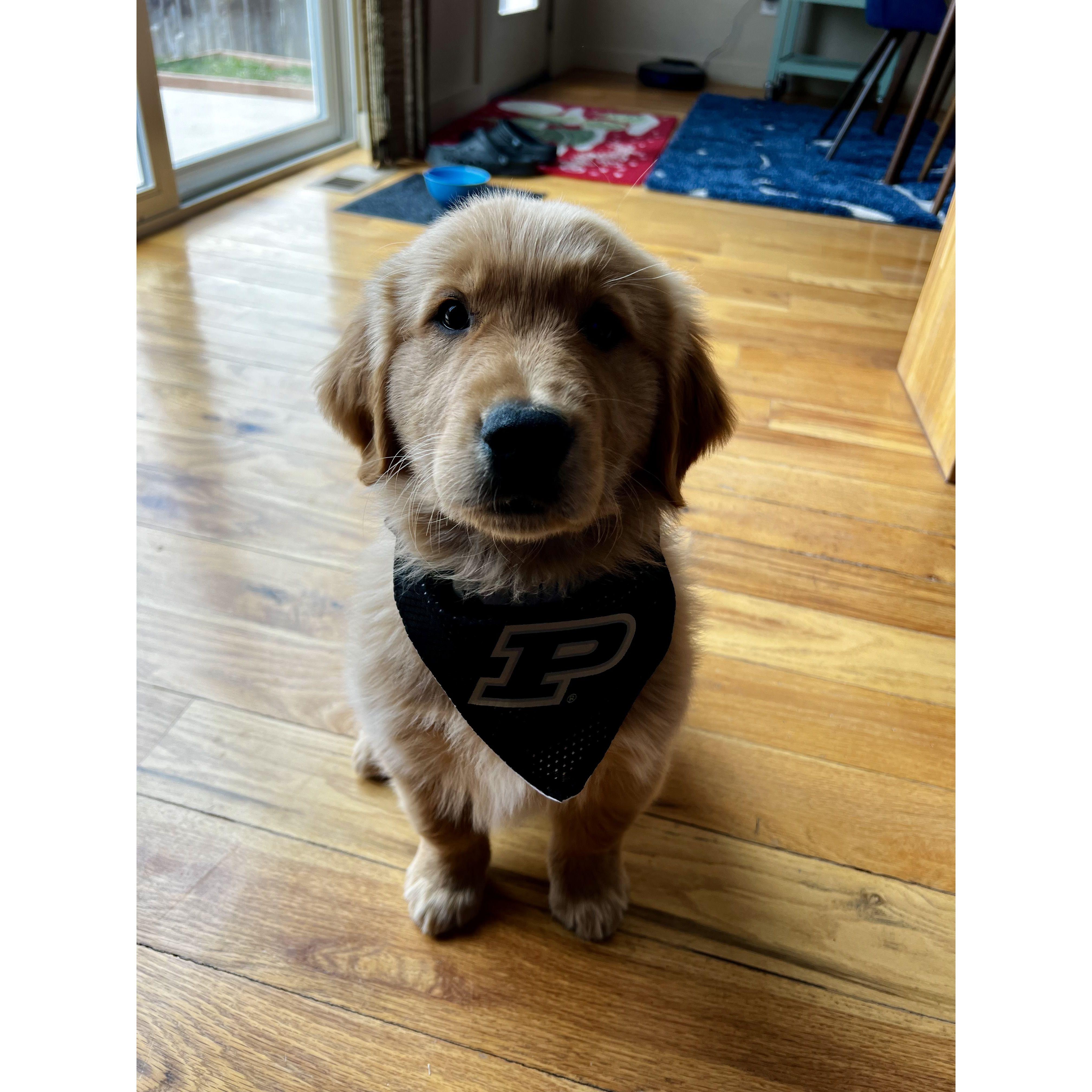 Bo, the Purdue fan