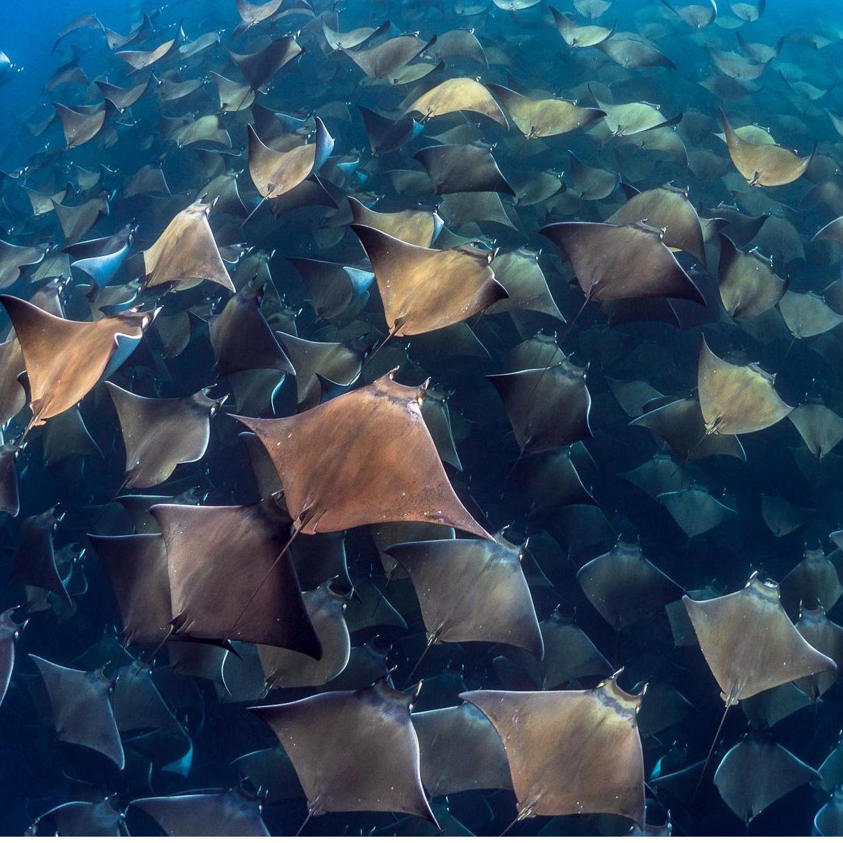 Mobula Rays are the most acrobatic of all rays & can be seen in large schools of 100 + performing flips and jumping up out of the ocean up to 9ft. They sound like popping popcorn!