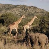 Pilanesberg National Park