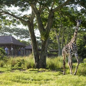 Savor The Savanna