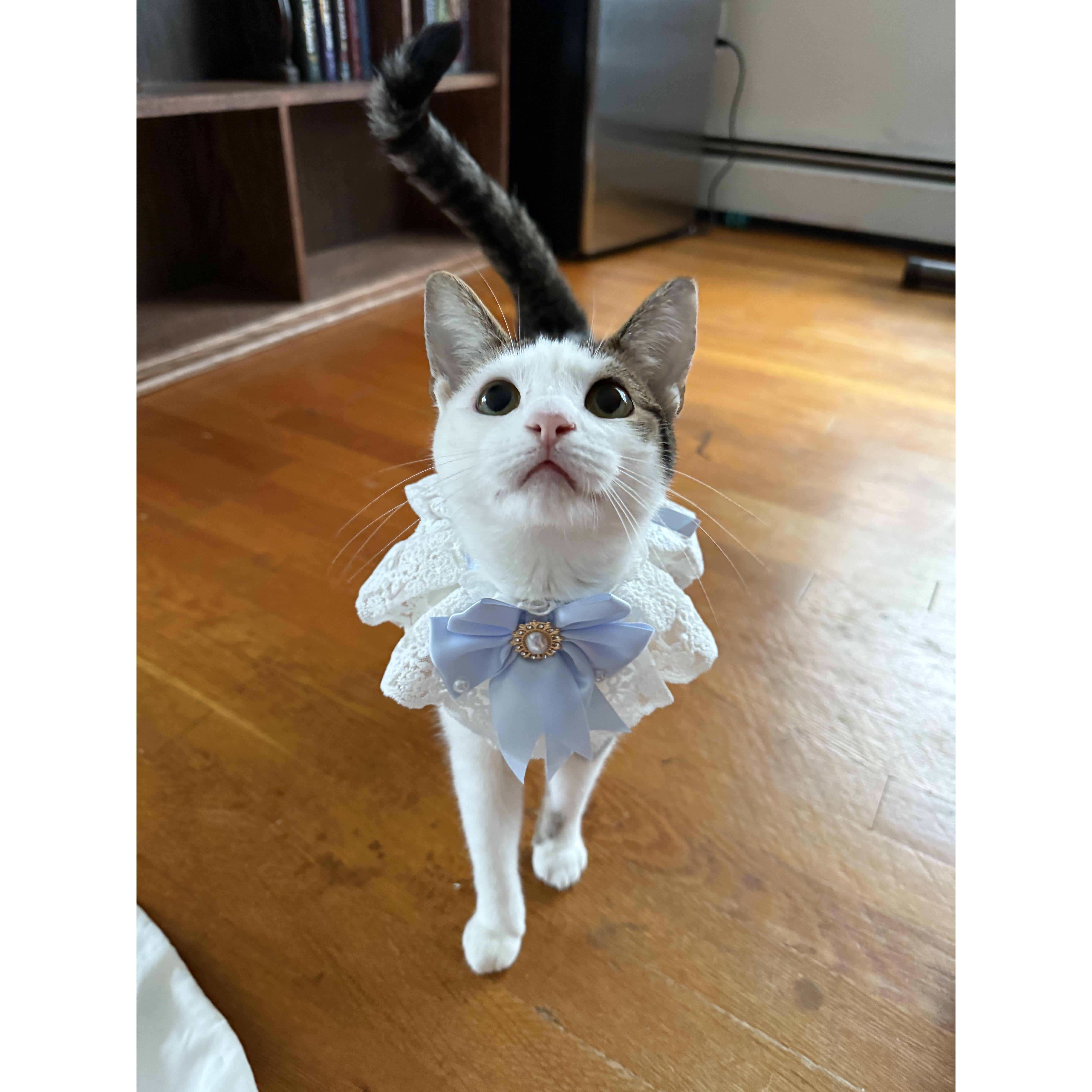 Luna is dressed up and ready for the wedding