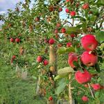 Afton Apple Orchard