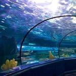 Aquarium Wharf
