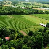 Lincoln Peak Vineyard