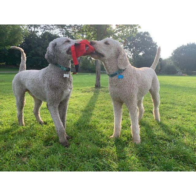 Best buds