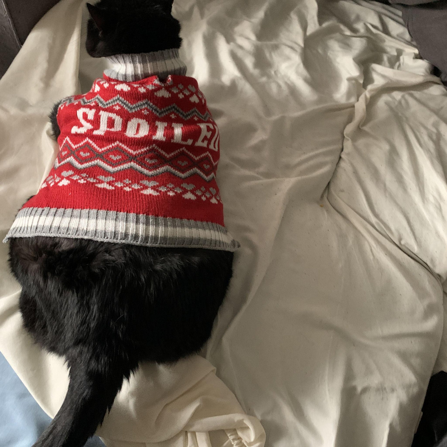 Our First Christmas and Pet Gifts