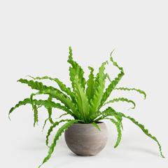 Victoria Birdsnest Fern | 6"