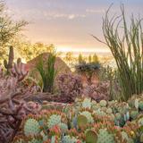 Desert Botanical Garden
