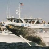 Cape Ann Whale Watch