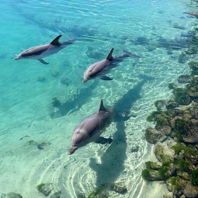 Swimming with Dolphins in Puerto Vallarta
