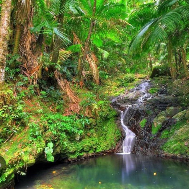 Rainforest Excursion Tour