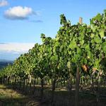 Mountain View Vineyard, Winery, Brewery & Distillery